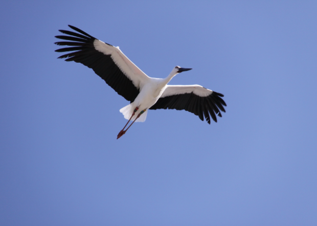 Stork