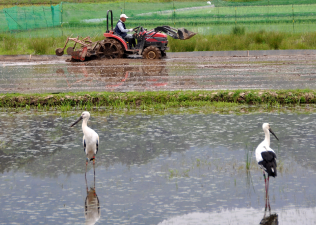 Stork